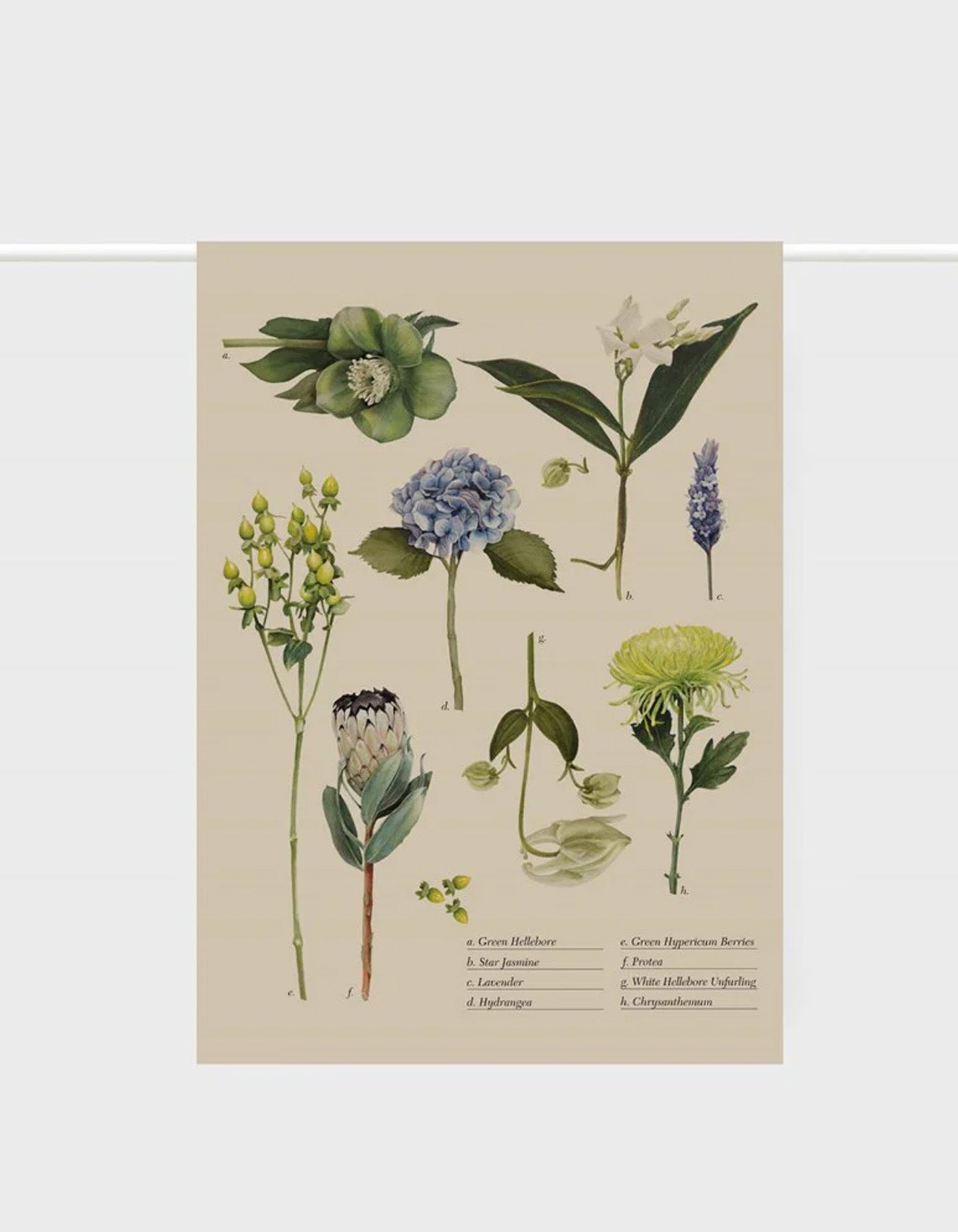 Lettuce Tea Towel Botanical Collection