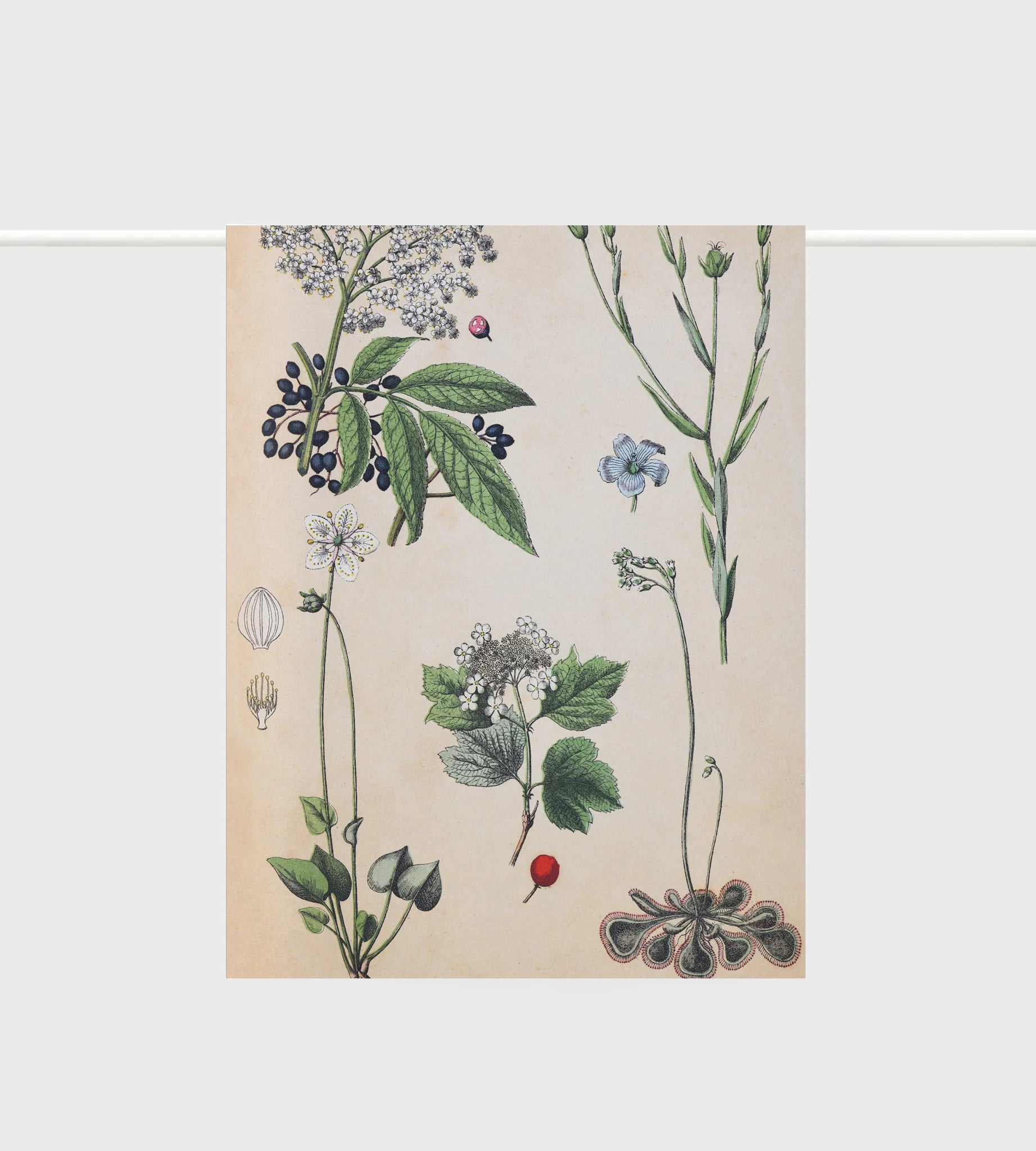 Lettuce Tea Towel Field Botany